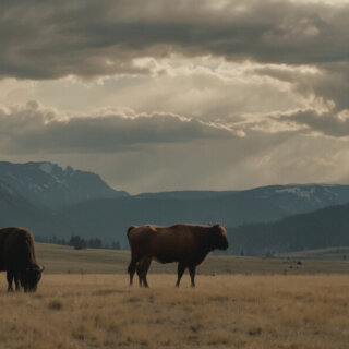 Schockierende Wende bei Yellowstone: Kevin Costner verlässt die Serie!