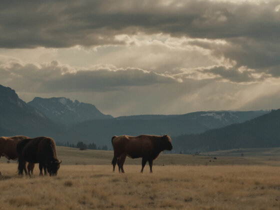 Schockierende Wende bei Yellowstone: Kevin Costner verlässt die Serie!